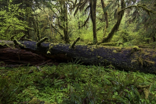 20-nature-photography-forest-photography-hoh-rainforest